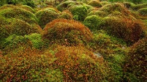Wellness-Auszeit im saarländischen Nationalpark Hunsrück-Hochwald Der Nationalpark Hunsrück-Hochwald verspricht Kräftigung & Regeneration